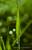 grass blade