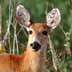 deer bird