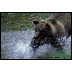 brown bears