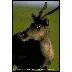 cariboo