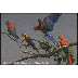 Macaws