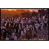 penquins