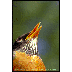 american robin