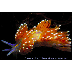 seaslug