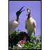 wood storks