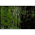 cedar