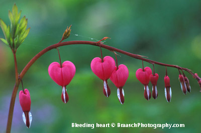 Nehalem, OR, USA; Garden variety of Bleeding Heart flowers