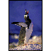 Gentoo Penquin