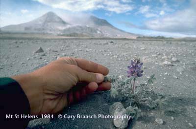 Mt. St. Helens new growth 1984