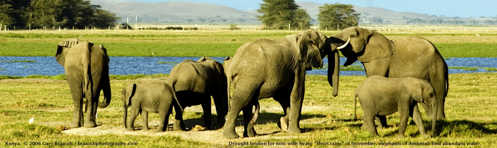 Family of elephants in Amboseli