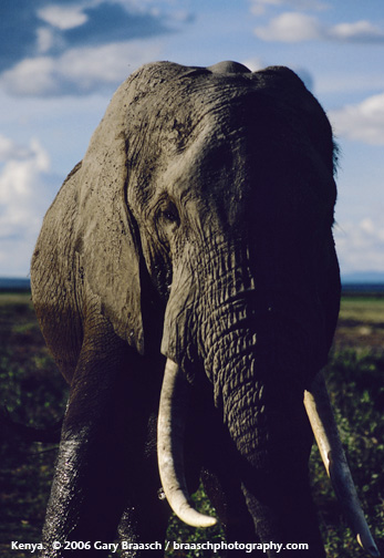 Male elephant feeding