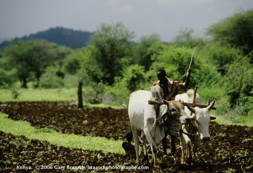 Plowing and planting the ancient way, near Mwingi, Kenya