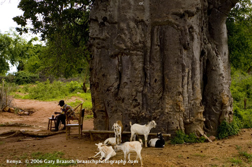 Tea with friends, including a great Baobab in the front yard of a farm hut, near Mwingi, Kenya
