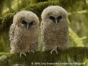 baby owls
