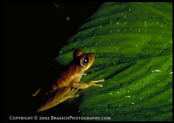 Frogs. Tiny rainforest frog, genus Hyla, on wet leaf, at night on the Tambopata River, Amazon Basin, Peru. Tropical forest. Flash photography. Amphibians