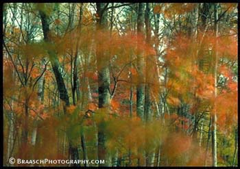Wind. Oaks. Fall. Trees. New England. Motion