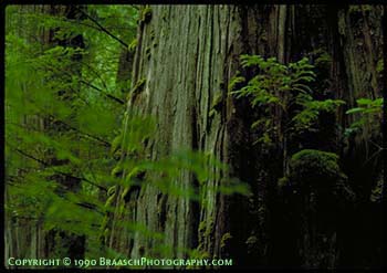 Cedars. Trees. Ancient red cedar tree in old growth forest, Long Island, Willapa Bay, Washington. Temperate rain forest. Green. Big