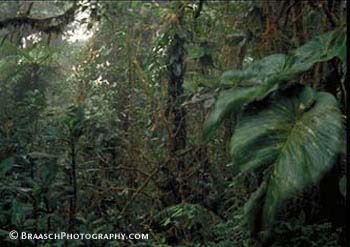 Cloud forests. Costa Rica. Monteverde. Tropical forests. Rain Forests. Leaves. Wind