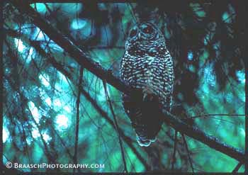 Owls. Spotted owl. Birds. Old growth forest. Forests