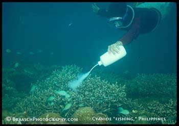 Endangered habitats. Coral reefs. Diving. Underwater photography. Simulation of cyanide "fishing" in Philippines, which destroys reefs