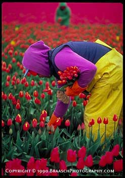 Harvest. Hispanic tulip harvester in Skagit Valley, Washington, bulb farm. Farm labor. Agriculture. Flower and bulb trade