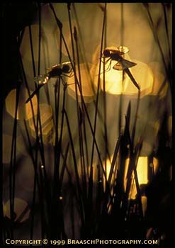 Calico Pennant dragonflies on sedges in Lake Megunticook, Maine at dawn. Sunlight sparkles off water surface. Published in Photographing the Patterns of Nature