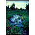 creek meadow