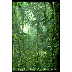 tropic forest