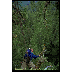 forest canopy