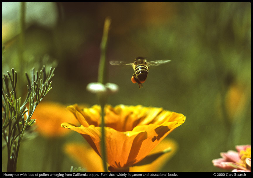 bee with poppy pollen