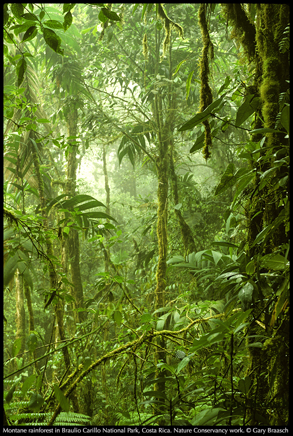 rain forest