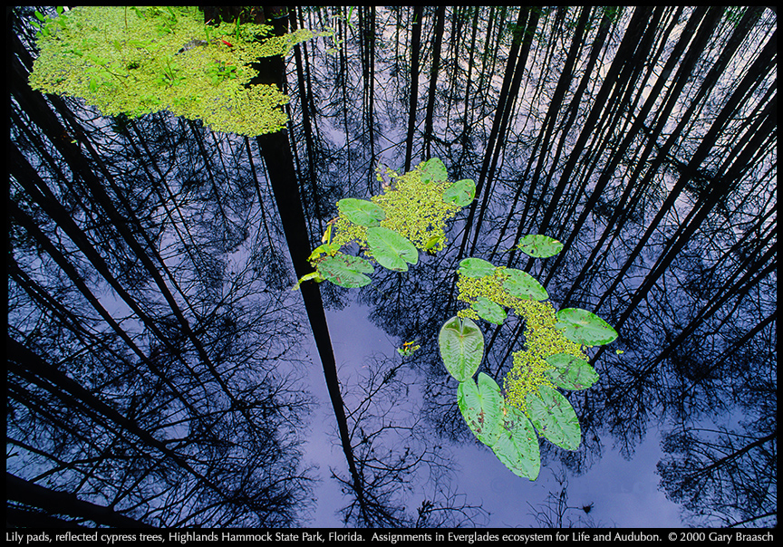 lily pads forest reflection