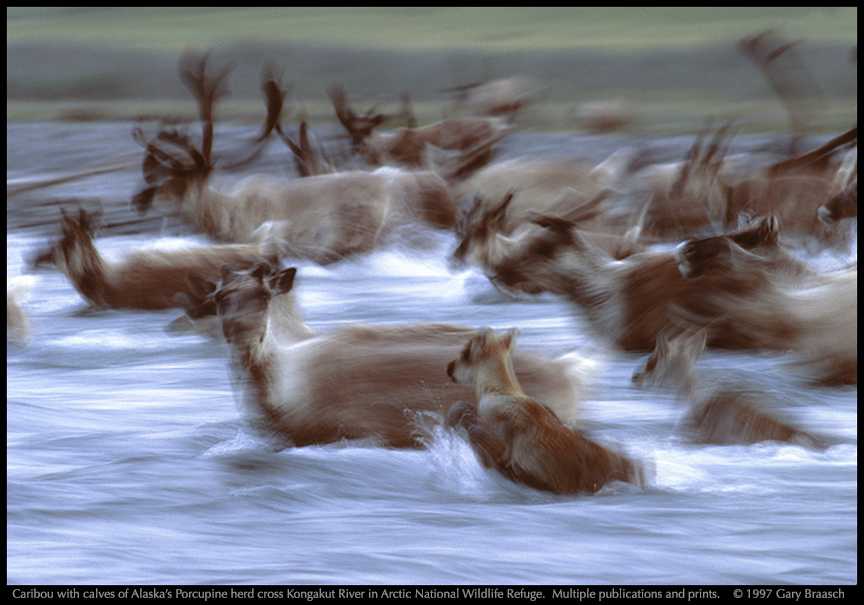 cariboo motion