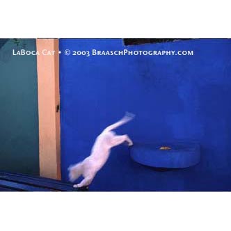 La Boca cat