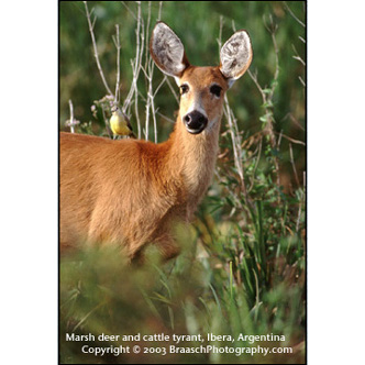 Marsh deer and cattle tyrant