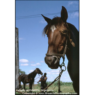 Caballo