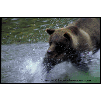 Female brown bear