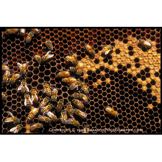 Honey bees on honey comb, Oregon