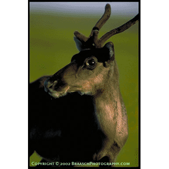 Young cariboo of Teshipuk Lake herd