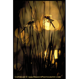 Calico pennant dragonflies on sedges