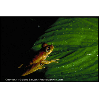 Tiny rainforest frog