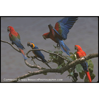 Macaws over Tambopata River, Peru