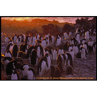 Adelie penquins 