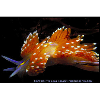 seaslug