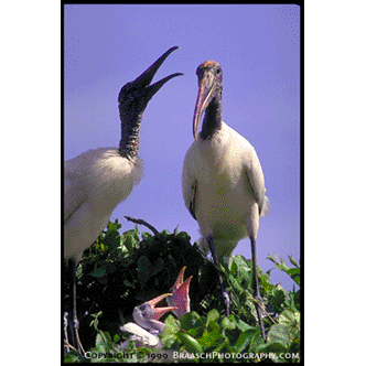 Wood storks