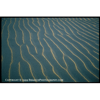 Ripple patterns created by wind in sand
