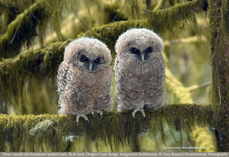 owls