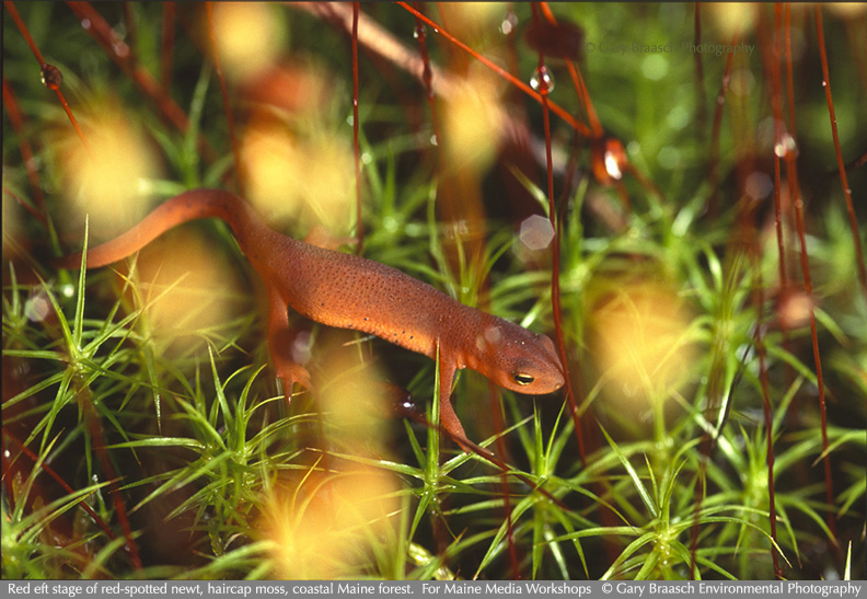newt