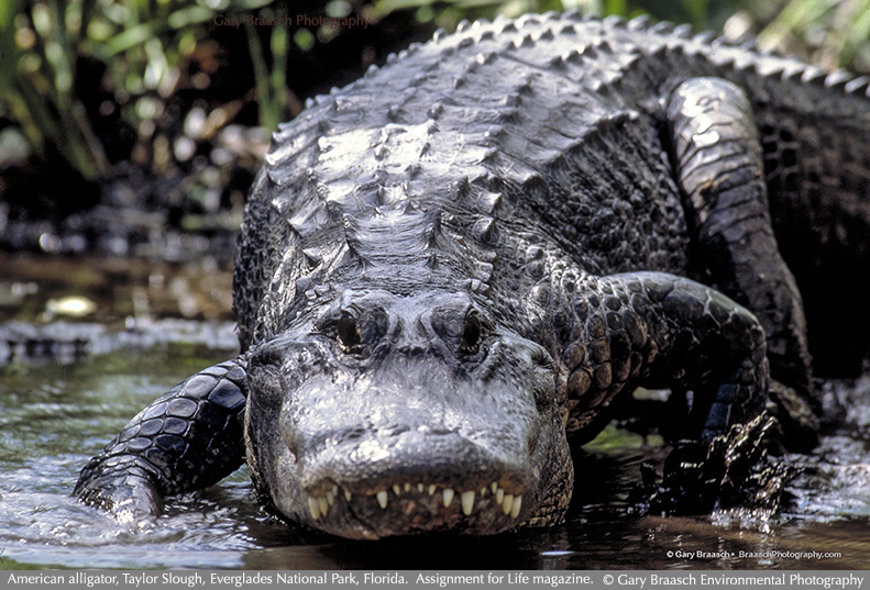 alligator