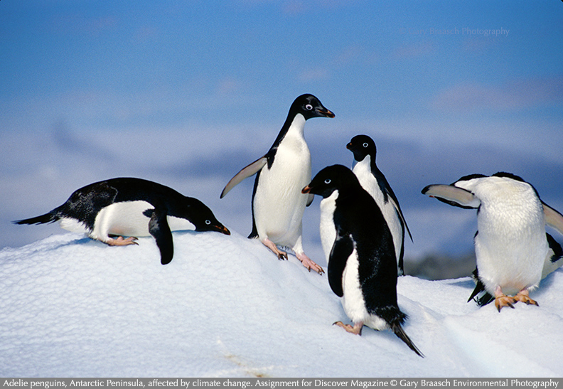 penguins